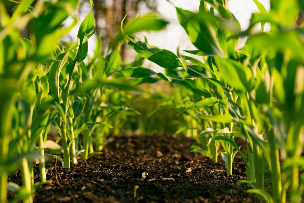 A row of plants in a field, which benefitted from fertilizer, which is becoming more expensive because of fertilizer tariffs that are hurting farmers.